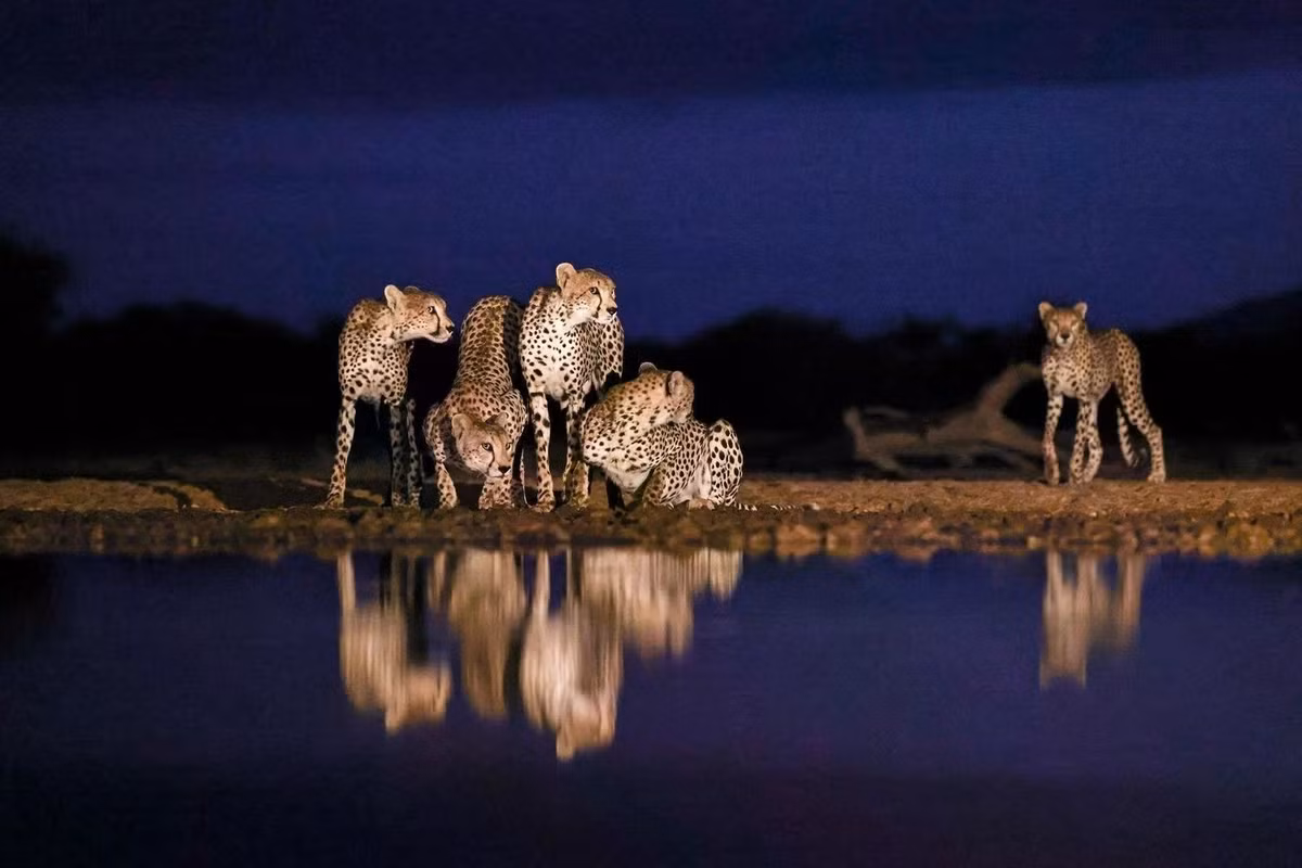 Hình ảnh 5 con báo cheetah được chụp tại Shompole Hide, Kenya vào "giờ xanh". Ảnh: Johann du Toit/Remembering Wildlife.