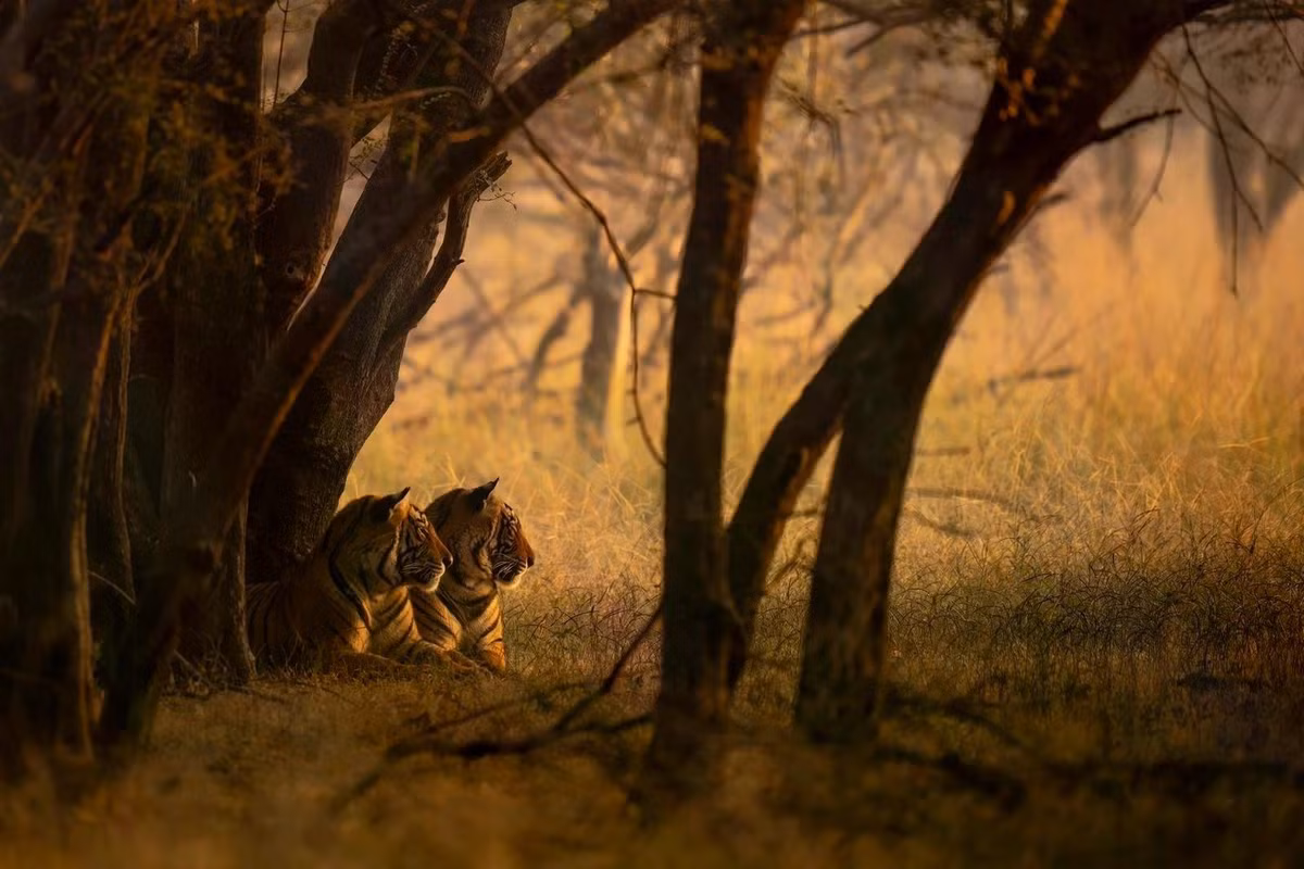 Hai chú hổ chưa trưởng thành đang tận hưởng ánh bình minh ở Khu bảo tồn hổ Ranthambore, Ấn Độ. Ảnh: Mark Meth-Cohn/Remembering Wildlife.