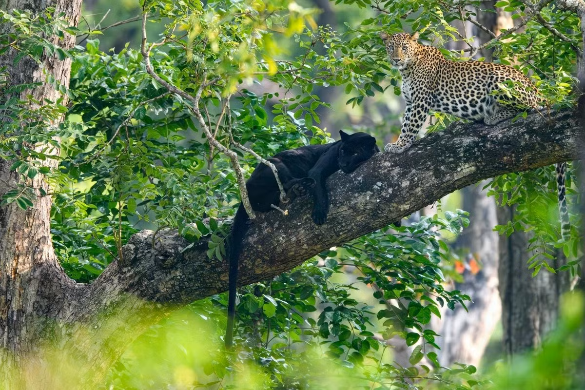 NAG Kaustubh Mulay ghi lại phút thư giãn của báo hoa mai ở Khu bảo tồn hổ Nagarhole, Karnataka, Ấn Độ. Ảnh: Kaustubh Mulay/Remembering Wildlife.