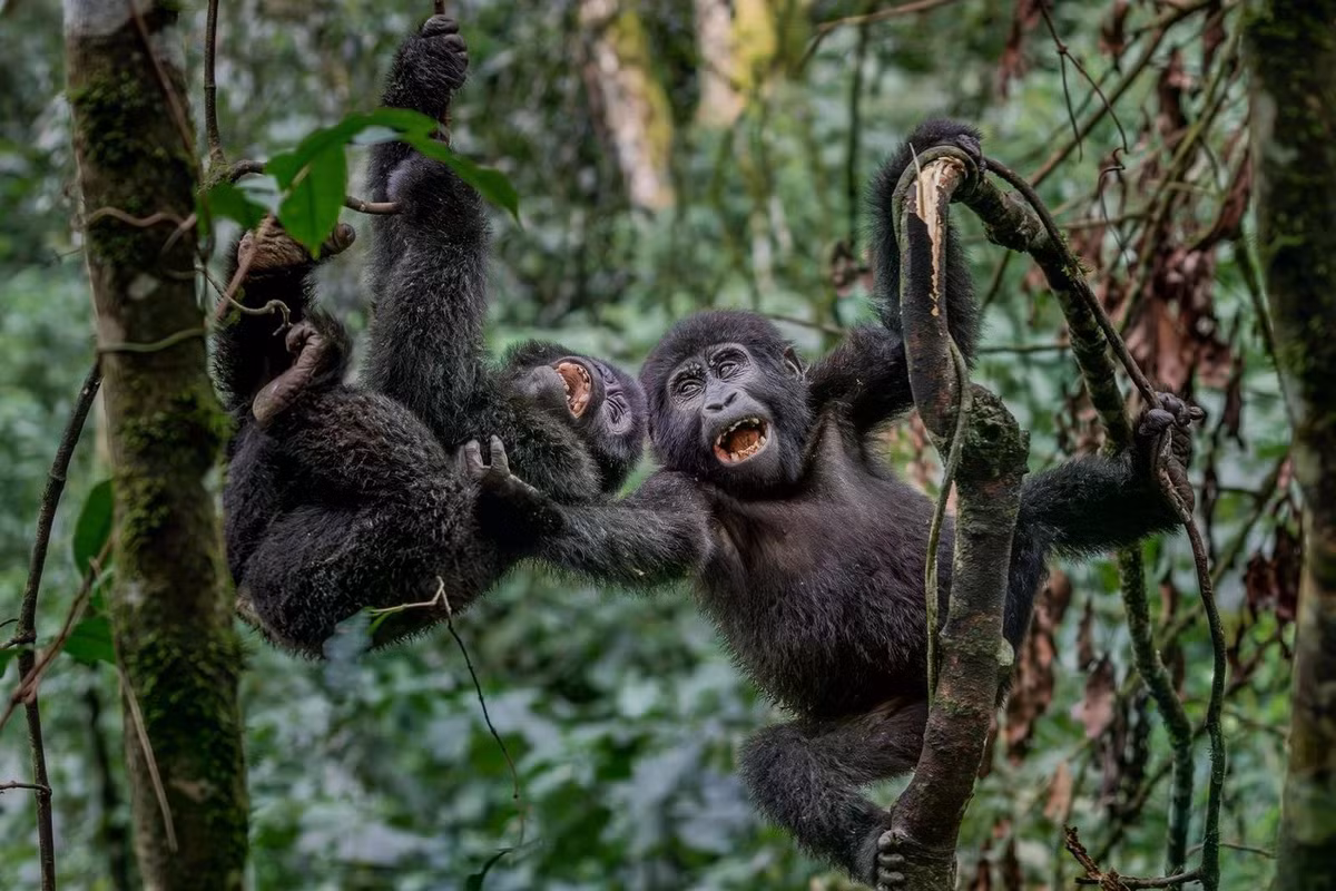 Từng bị đe dọa nghiêm trọng, khỉ đột núi hiện là loài vượn lớn duy nhất có số lượng đang tăng lên nhờ vào các nỗ lực chống săn trộm, bảo vệ môi trường sống và du lịch sinh thái có trách nhiệm ở Uganda, Rwanda và Cộng hòa Dân chủ Congo. Ảnh chụp tại rừng Bwindi Impenetrable, Uganda. Ảnh: Pedro Amaral/Remembering Wildlife.