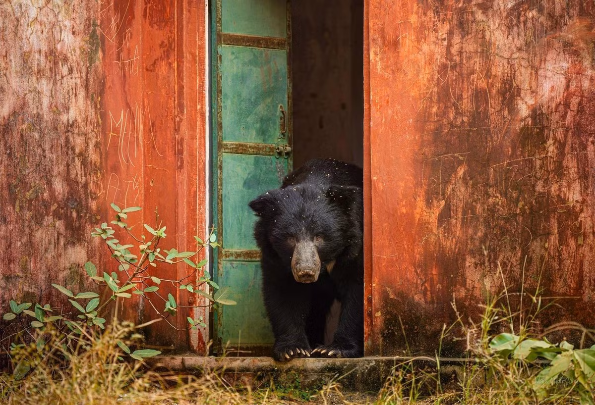 Chú gấu lười đang khám phá một tòa nhà bỏ hoang trong Khu bảo tồn hổ Ranthambore, Ấn Độ. Ảnh: Mark Meth-Cohn/Remembering Wildlife.