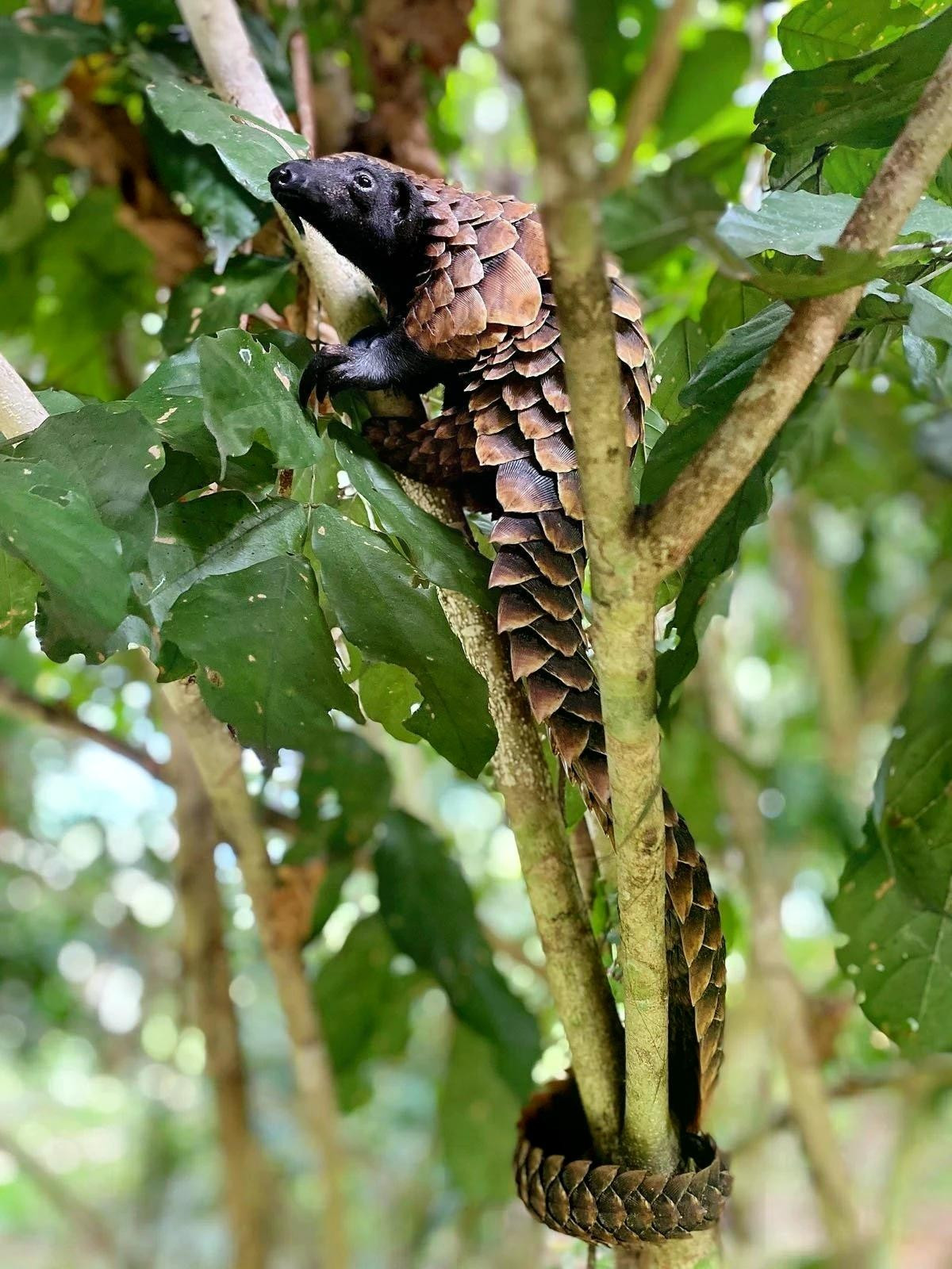 Cuốn sách ảnh lần này đặc biệt tập trung vào công cuộc bảo tồn loài tê tê. Trong ảnh là tê tê bụng đen châu Phi, được chụp tại tại Sangha Lodge, Dzanga-Sangha, Công viên quốc gia Cộng hòa Trung Phi. Ảnh: Alessandra Sikand/Remembering Wildlife.