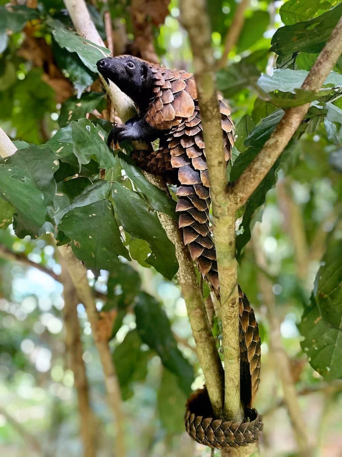 Cuốn sách ảnh lần này đặc biệt tập trung vào công cuộc bảo tồn loài tê tê. Trong ảnh là tê tê bụng đen châu Phi, được chụp tại tại Sangha Lodge, Dzanga-Sangha, Công viên quốc gia Cộng hòa Trung Phi. Ảnh: Alessandra Sikand/Remembering Wildlife.