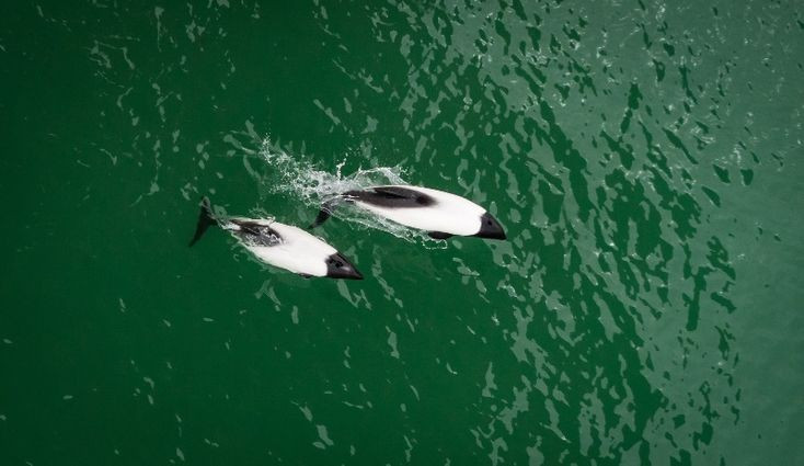  Loài này có cấu trúc xã hội linh hoạt. Cá heo Commerson thường sống thành nhóm nhỏ từ 2–10 cá thể, đôi khi hợp thành nhóm lớn hơn khi săn mồi hoặc di chuyển, nhưng không hình thành đàn cố định lâu dài. Ảnh: Pinterest.