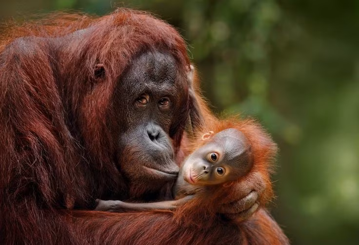  Có thời gian nuôi con dài. Con non sống cùng mẹ từ 7–9 năm, học kỹ năng sinh tồn như chọn thức ăn, làm tổ và nhận biết nguy hiểm, khiến chu kỳ sinh sản của loài này rất chậm. Ảnh: Pinterest.