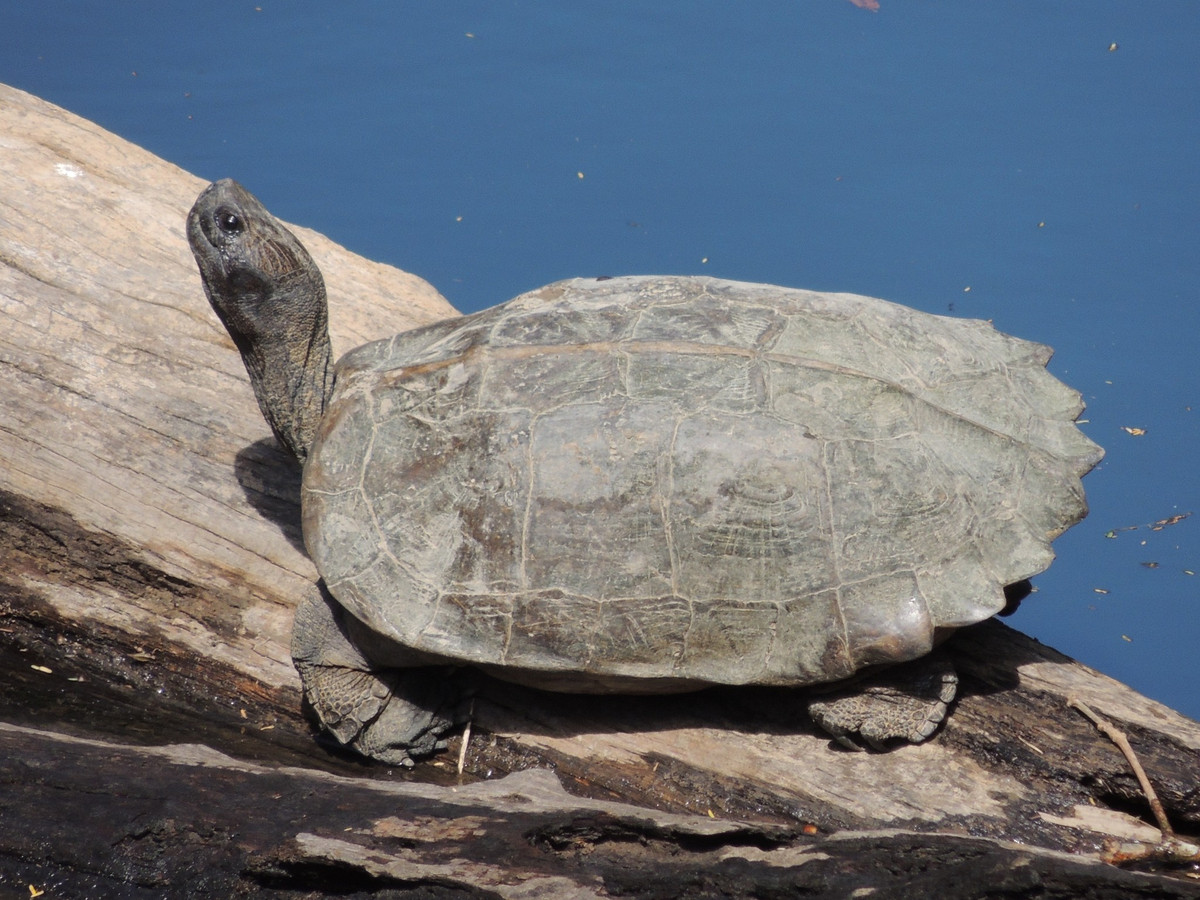  5. Có khả năng leo trèo đáng ngạc nhiên. Với chân mạnh mẽ và móng vuốt cong, loài rùa này có thể leo qua địa hình gồ ghề, rễ cây hay tảng đá một cách linh hoạt đáng ngạc nhiên. Ảnh: inaturalist.