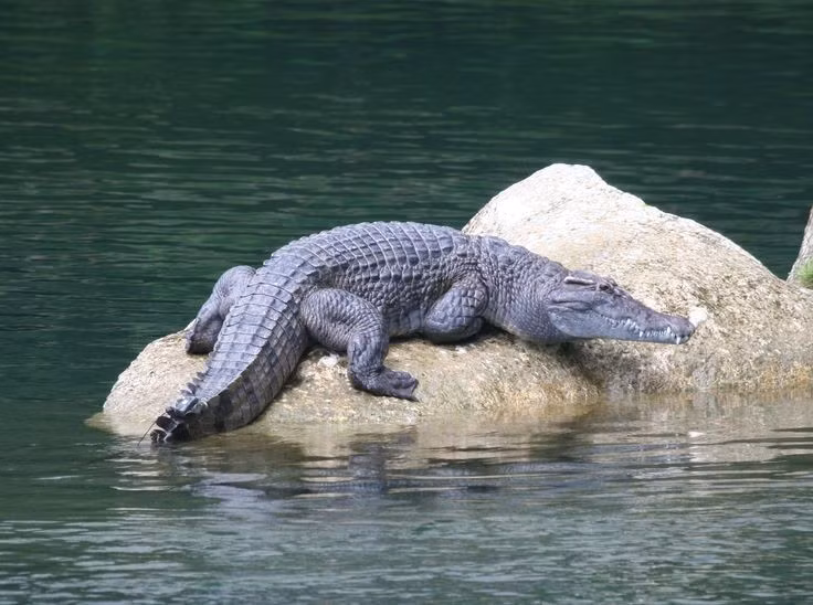  1. Loài cá sấu đặc hữu của Philippines. Khác với nhiều loài cá sấu có phạm vi sinh sống rộng khác, cá sấu Philippines chỉ phân bố tự nhiên tại quần đảo Philippines. Ảnh: Pinterest.