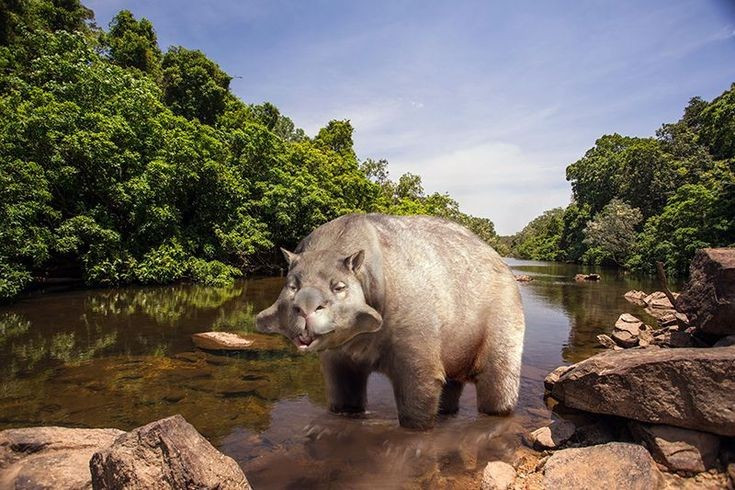  Được Darwin phát hiện hóa thạch. Charles Darwin đã tìm thấy hóa thạch Toxodon trong chuyến hải trình Beagle, góp phần củng cố lý thuyết tiến hóa của ông. Ảnh: Pinterest.