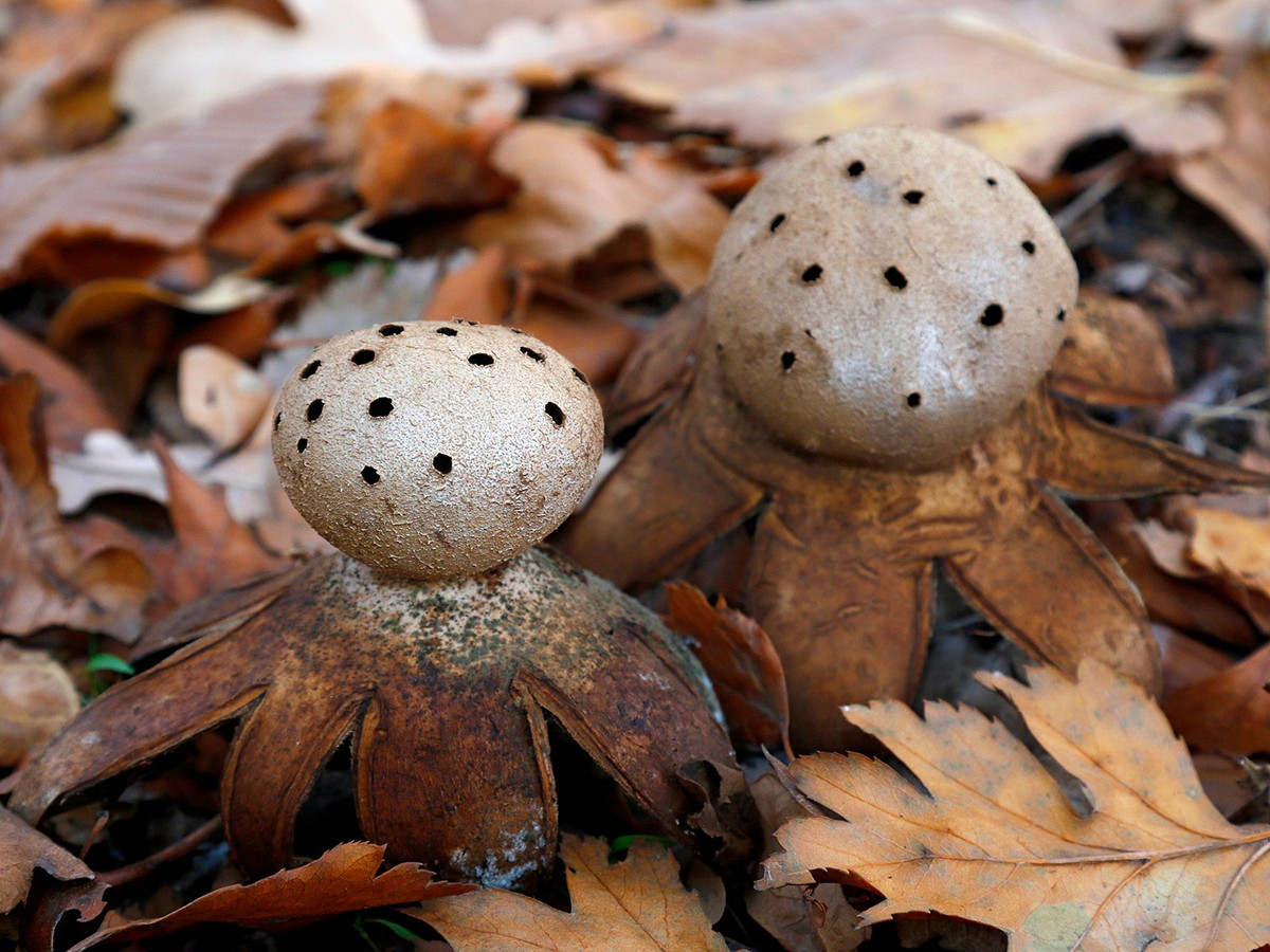  Sinh sống ở rừng thưa và đồng cỏ. Myriostoma coliforme thường xuất hiện ở những khu rừng thưa, đất cát hoặc đồng cỏ lâu năm, đặc biệt là các môi trường ít bị xáo trộn bởi con người. Ảnh: inaturalist.