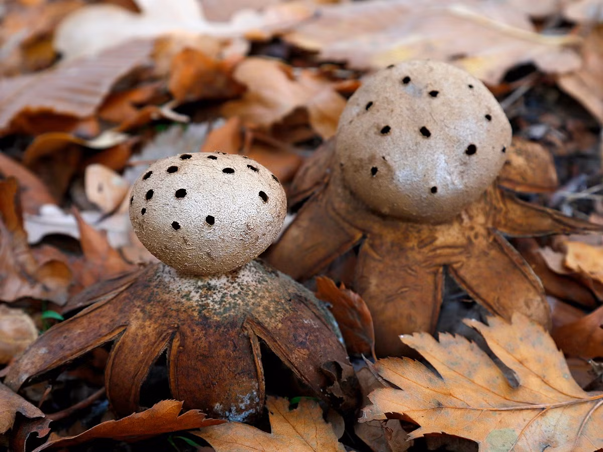  Sinh sống ở rừng thưa và đồng cỏ. Myriostoma coliforme thường xuất hiện ở những khu rừng thưa, đất cát hoặc đồng cỏ lâu năm, đặc biệt là các môi trường ít bị xáo trộn bởi con người. Ảnh: inaturalist.