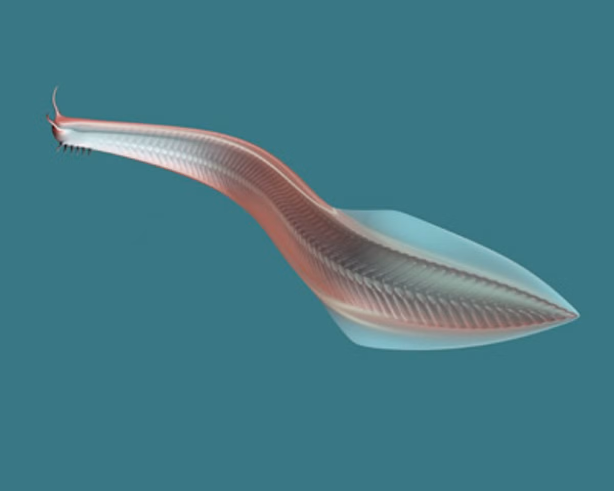  Được Darwin dự đoán từ trước. Sự tồn tại của dạng tổ tiên này từng được Darwin dự đoán trên lý thuyết tiến hóa. Ảnh: turbosquid.com.