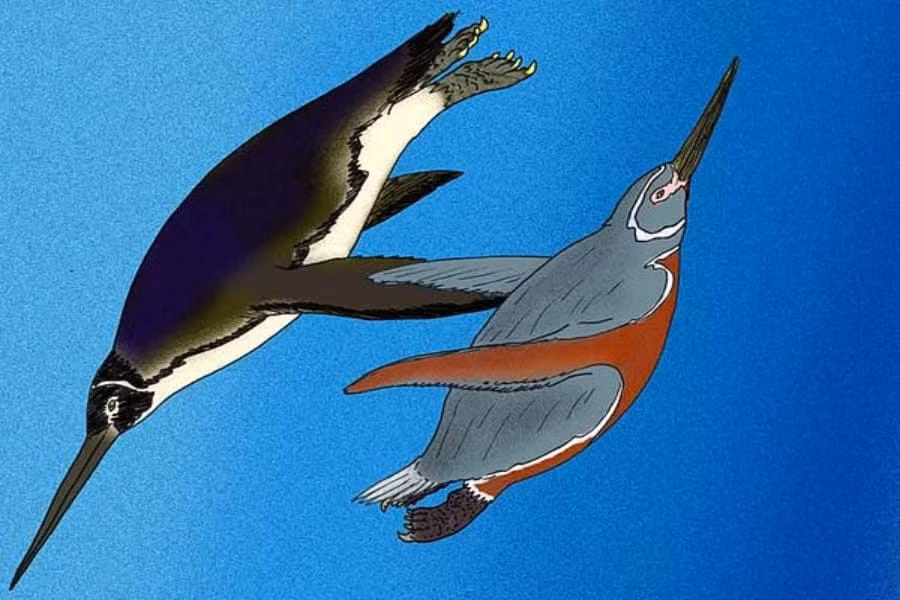  Cao gần 1,5 mét, lớn hơn hầu hết chim cánh cụt hiện đại. Vóc dáng cao giúp chúng trở thành một trong những loài cánh cụt lớn nhất từng tồn tại. Ảnh: mundoprehistorico.com.