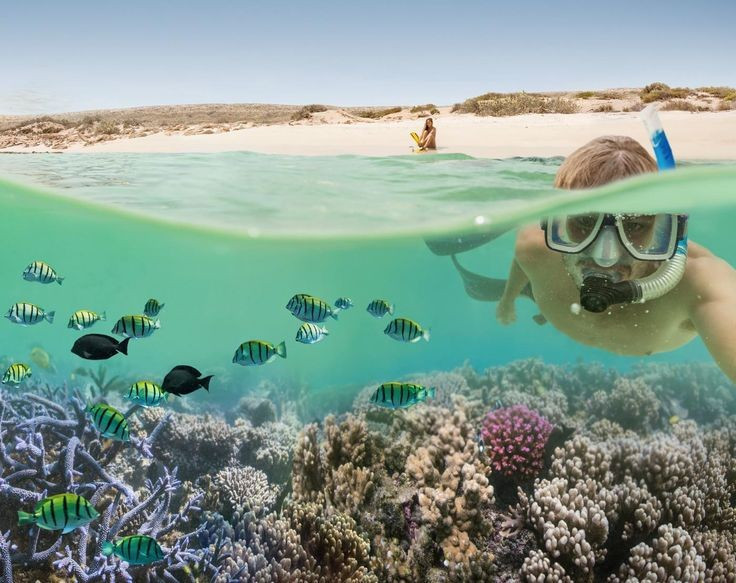  Có hơn 500 loài cá. Hệ sinh thái nơi đây cực kỳ phong phú với sự đa dạng sinh vật biển cực cao. Ảnh: Pinterest.