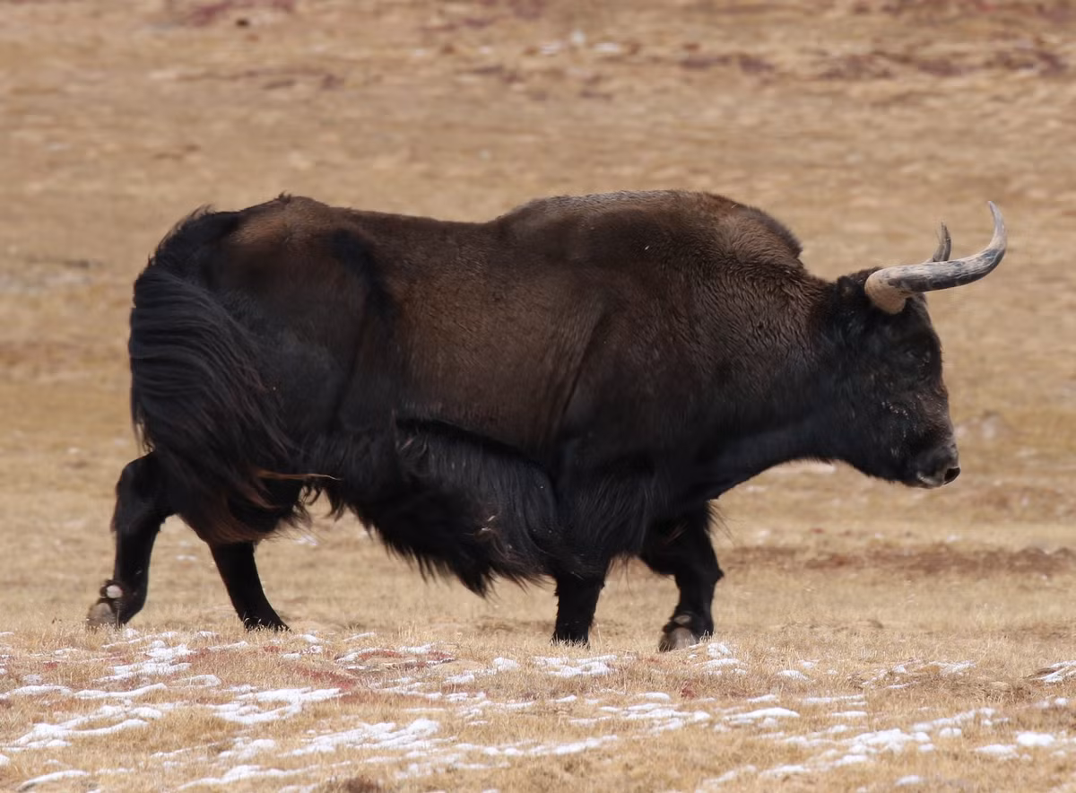  Cực kỳ nhạy cảm với con người. Đây là loài thú rừng hoang dã rất cảnh giác, thường bỏ chạy trước khi con người tiếp cận trong phạm vi 500 mét. Ảnh: inaturalist.