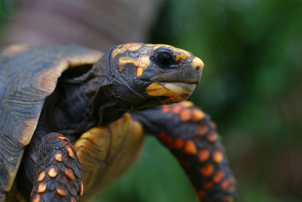  Chúng có thể sống hơn 50 năm trong điều kiện tốt. Tuổi thọ của loài này cao, đặc biệt khi được chăm sóc đúng cách trong môi trường bán hoang dã. Ảnh: Pinterest.