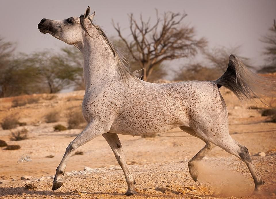  Sức bền vượt trội trên sa mạc. Khả năng chịu nóng, khát và thiếu thức ăn của ngựa Ả Rập giúp các đạo quân Hồi giáo di chuyển xa và nhanh hơn đối thủ, đặc biệt hiệu quả trong các chiến dịch xuyên sa mạc. Ảnh: Pinterest.