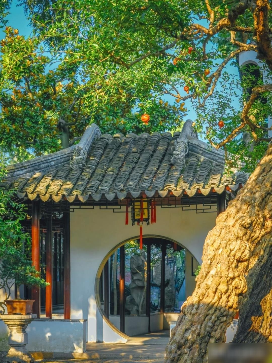 Ứng dụng trong công nghiệp và đời sống: Không chỉ là trái cây, quả lựu còn được chế biến thành nước ép, salad, mỹ phẩm, thuốc nhuộm tự nhiên từ vỏ lựu đã có từ hàng ngàn năm.