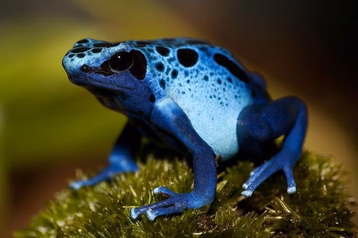  Màu sắc đóng vai trò cảnh báo kẻ thù. Màu sắc sặc sỡ của loài ếch này là tín hiệu cảnh báo cho kẻ săn mồi rằng chúng có độc và không nên ăn. Ảnh: Pinterest.