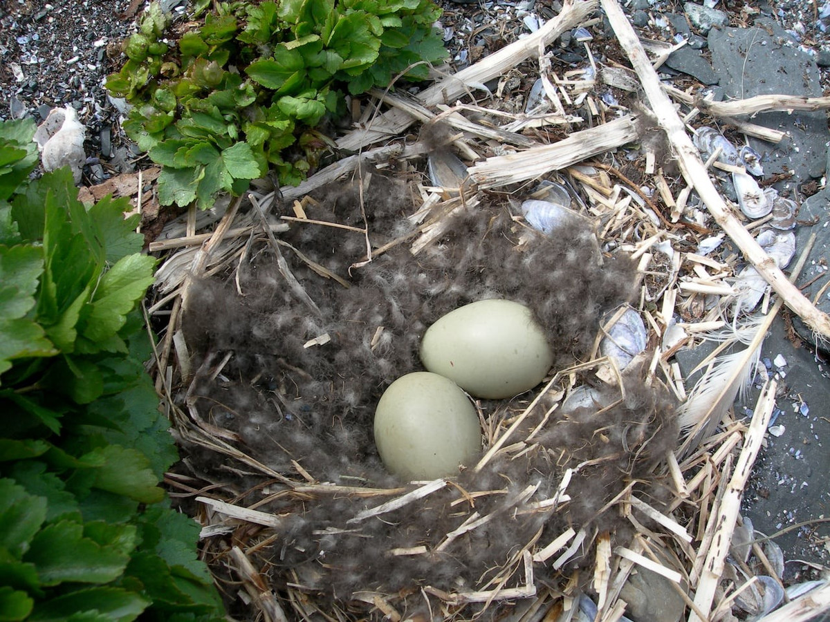  Tổ thường được lót bằng lông bụng của con mẹ. Lông này giữ ấm rất tốt, giúp trứng không bị lạnh trong môi trường băng giá. Ảnh: cbc.ca.