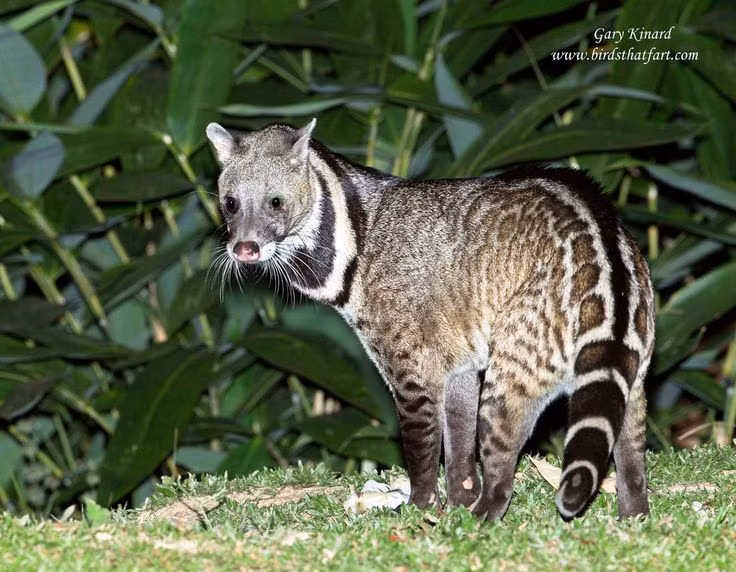  1. Cầy giông nhìn giống mèo nhưng không phải là mèo. Dù ngoại hình có thể gây nhầm lẫn với mèo rừng, cầy giông thuộc họ Cầy (Viverridae), họ hàng gần với cầy hương và cầy mực, chữ không nằm trong họ Mèo (Felidae). Ảnh: Pinterest.