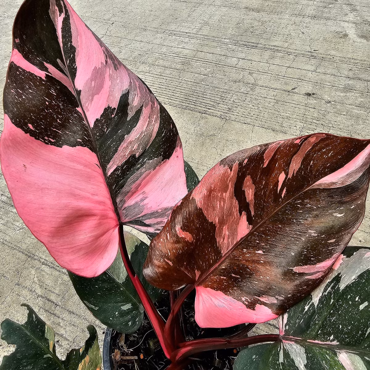 Ngoài vẻ đẹp độc đáo, trầu bà công chúa hồng còn có ý nghĩa phong thủy: mang đến may mắn, thịnh vượng, tình yêu và sự gắn kết.