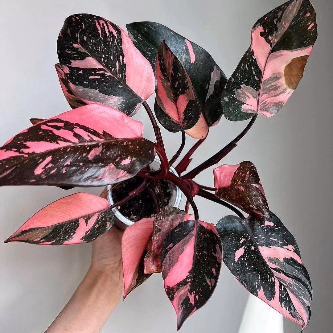 Giá trị cây cảnh này không hề rẻ: từ vài trăm nghìn đến hàng chục triệu đồng, tùy kích thước và độ loang màu hồng trên lá.