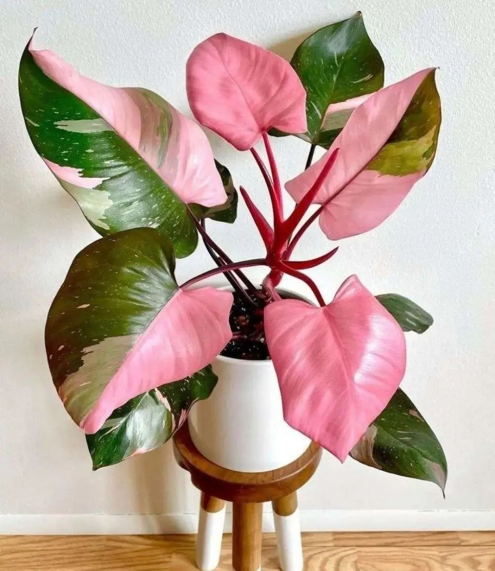 Màu hồng trên lá thực chất xuất phát từ thiếu diệp lục, tạo nên sự pha trộn độc đáo giữa xanh – hồng, khiến cây vừa hiếm vừa quý.