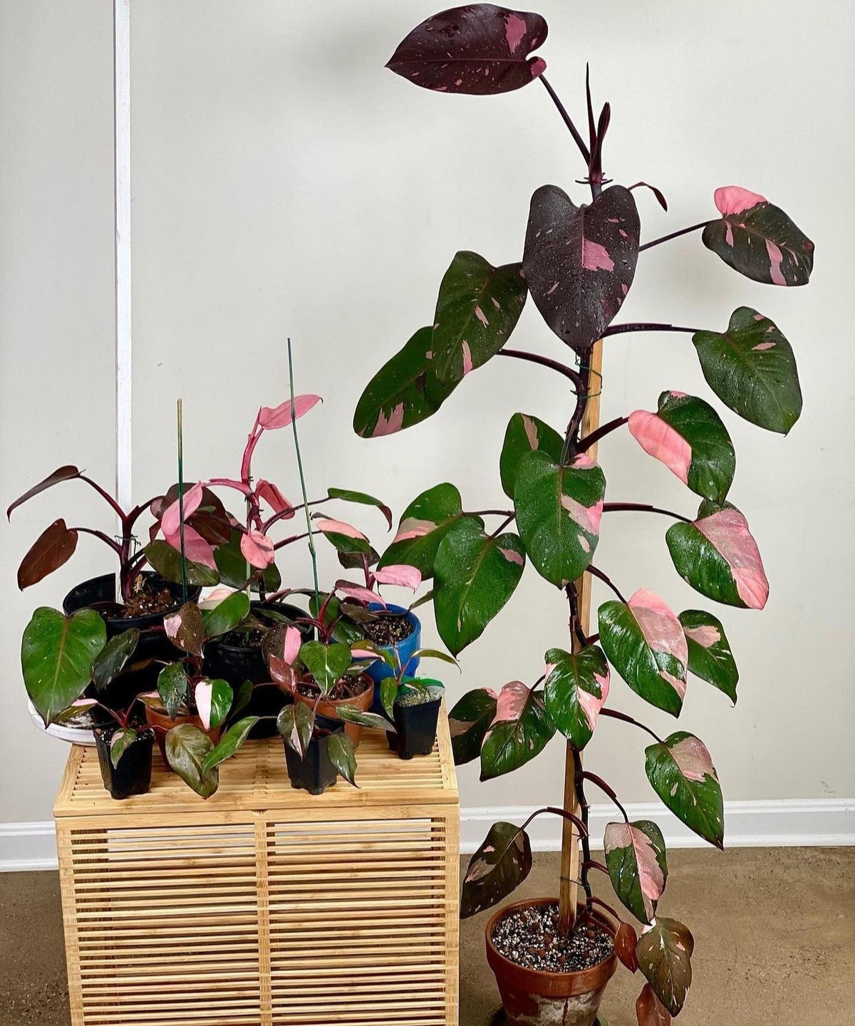 Cây có nguồn gốc từ rừng nhiệt đới Nam Mỹ, thuộc họ trầu bà (Araceae), lá trái tim bóng mượt, có thể dài tới 22 cm, rộng 12 cm.