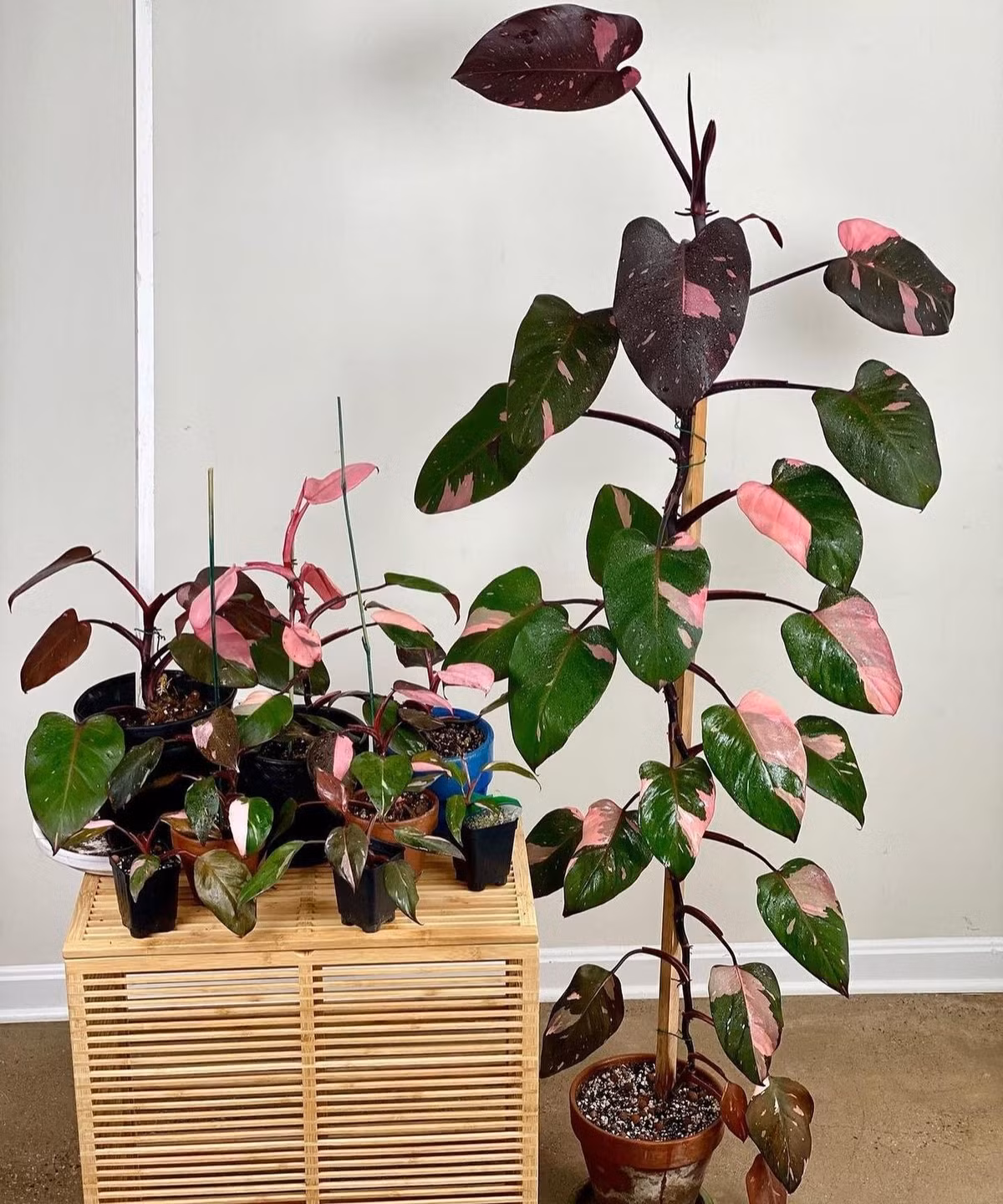 Cây có nguồn gốc từ rừng nhiệt đới Nam Mỹ, thuộc họ trầu bà (Araceae), lá trái tim bóng mượt, có thể dài tới 22 cm, rộng 12 cm.