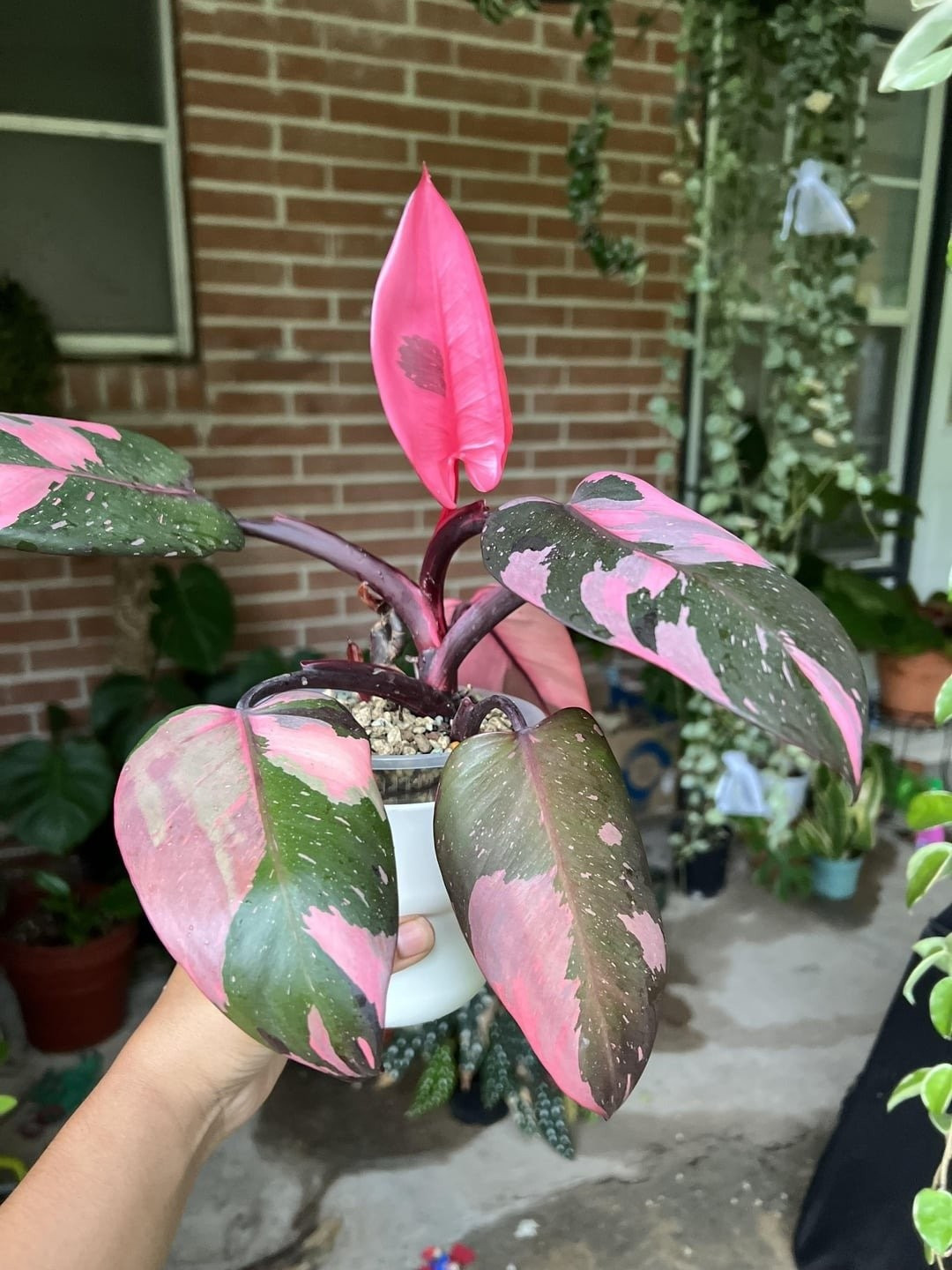 Loài cây quý hiếm này gây ấn tượng với lá xanh đậm điểm sắc hồng phấn, vừa sang trọng vừa lãng mạn, đúng chuẩn "nàng công chúa" trong giới cây cảnh.