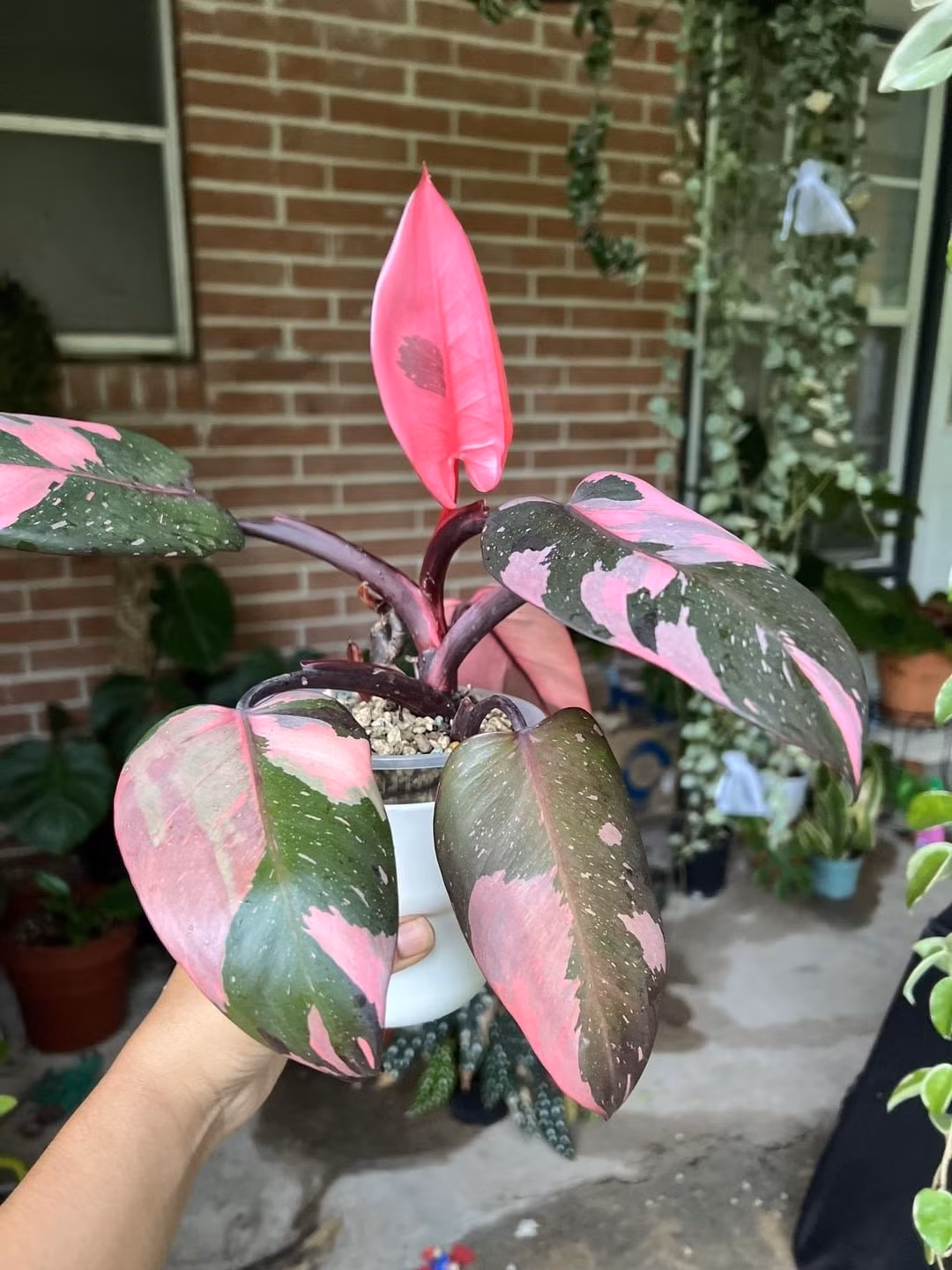 Loài cây quý hiếm này gây ấn tượng với lá xanh đậm điểm sắc hồng phấn, vừa sang trọng vừa lãng mạn, đúng chuẩn "nàng công chúa" trong giới cây cảnh.