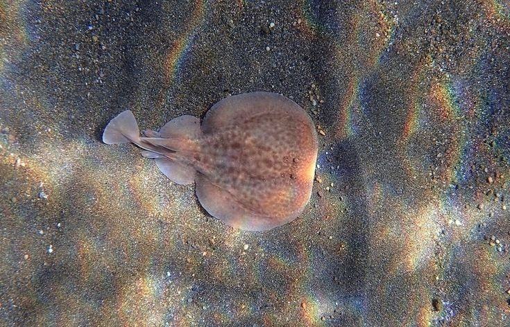  Có cơ quan phát điện đặc biệt trong cơ thể. Cá đuối điện sở hữu hai cơ quan điện nằm hai bên đầu, được cấu tạo từ hàng nghìn tế bào điện giúp tạo ra dòng điện đủ mạnh để làm choáng con mồi. Ảnh: Pinterest.