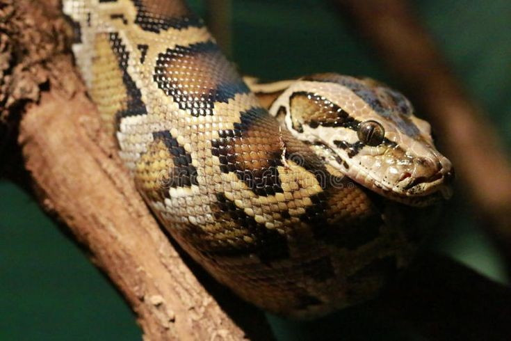  Có tuổi thọ cao. Trong điều kiện nuôi nhốt, trăn Miến Điện có thể sống đến 25 năm, cho thấy sức khỏe và khả năng thích nghi bền bỉ. Ảnh: Pinterest.