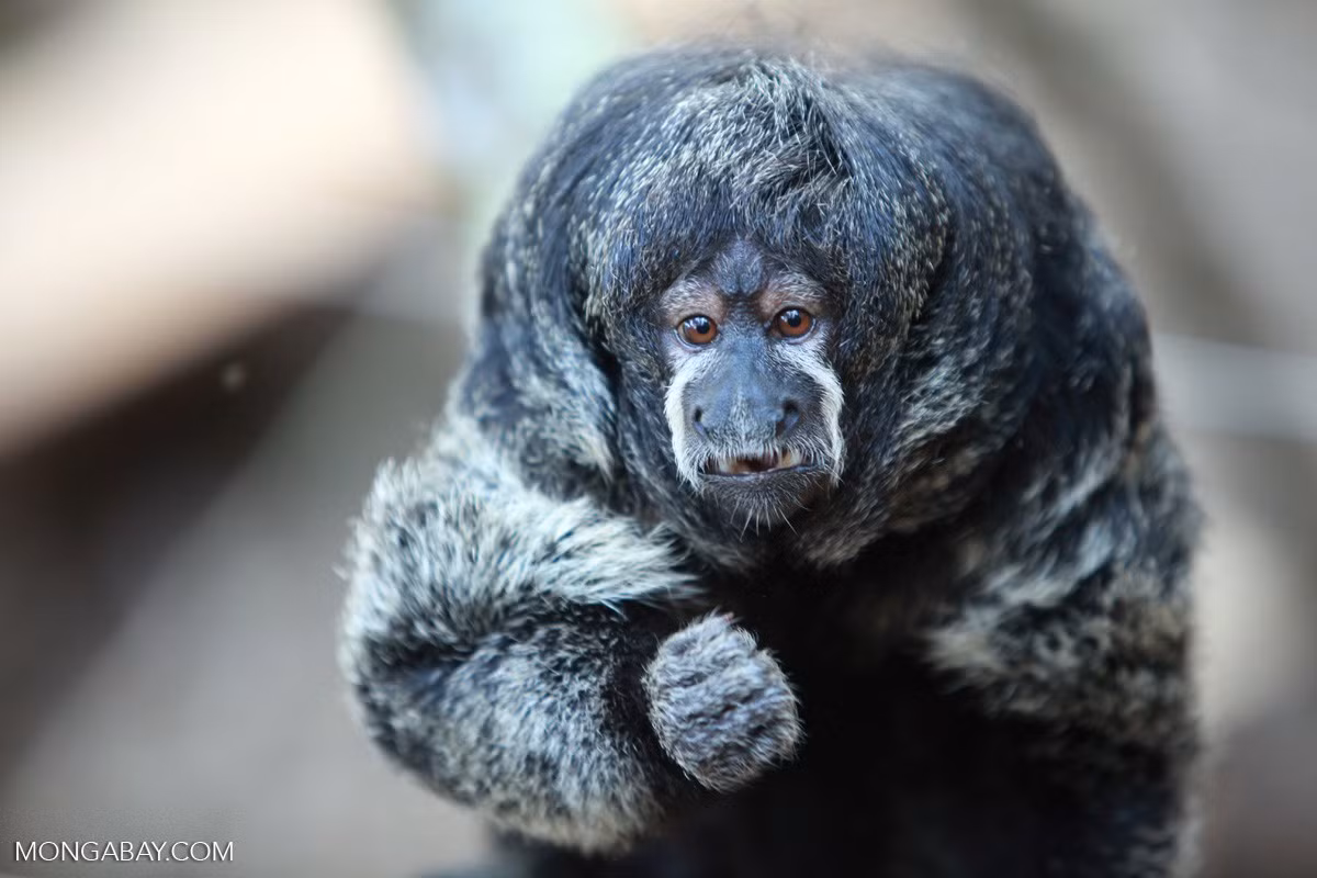 Cấu trúc xã hội tương đối đơn giản. Chúng thường sống theo cặp hoặc nhóm nhỏ, gồm một cặp trưởng thành và con non. Mối quan hệ gia đình bền chặt giúp tăng khả năng bảo vệ và nuôi dưỡng con cái trong môi trường nhiều nguy cơ. Ảnh: mongabay.