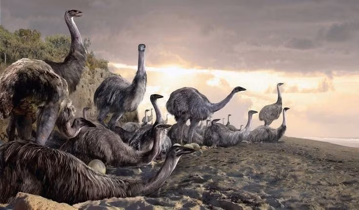  3. Không biết bay. Tương tự đà điểu, do kích thước quá lớn, Aepyornis mất hoàn toàn khả năng bay và chỉ sống trên mặt đất. Ảnh: Pinterest.