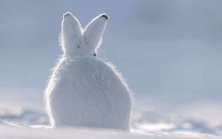  Vai trò quan trọng trong hệ sinh thái. Là nguồn thức ăn của nhiều loài động vật ăn thịt, thỏ Bắc cực giữ vai trò cân bằng chuỗi thức ăn ở vùng cực. Ảnh: Pinterest.