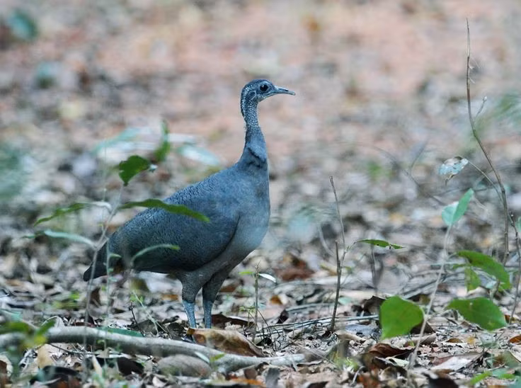  Trứng lớn bất thường. Trứng của các loài gà đà điểu có lớp vỏ bóng, nhiều màu sắc và tỉ lệ kích thước rất lớn so với cơ thể. Ảnh: Pinterest.