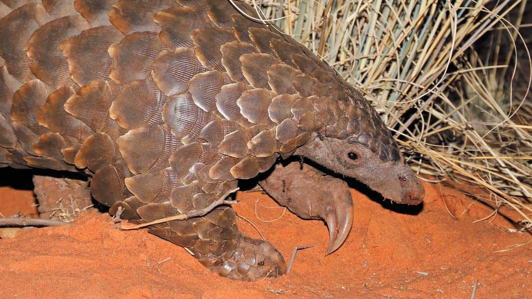  Khả năng cuộn tròn tự vệ. Khi bị đe dọa, tê tê khổng lồ cuộn tròn thành một quả bóng thép sống, khiến hầu hết kẻ thù bất lực trước lớp giáp cứng cáp. Ảnh: guinnessworldrecords.com.