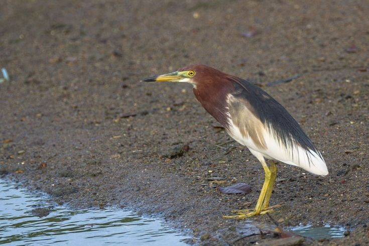  Thích nghi tốt với môi trường nông nghiệp. Không chỉ sống ở đầm lầy tự nhiên, cò bợ còn tận dụng ruộng lúa, kênh mương và hồ nuôi cá làm nơi kiếm ăn. Sự thích nghi này giúp chúng tồn tại ngay cả khi môi trường tự nhiên bị thu hẹp. Ảnh: Pinterest.