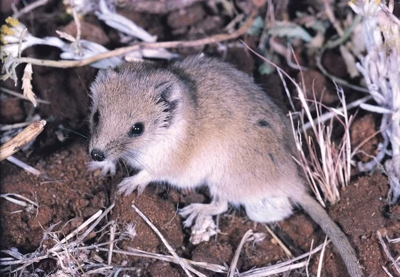  Chuột túi xám nhỏ (Planigale sp. nov.). Một loài thú có túi ăn thịt nhỏ bé mới được phân tách loài tại vùng hẻo lánh Australia thông qua phân tích di truyền năm 2025. Ảnh: australian.museum.