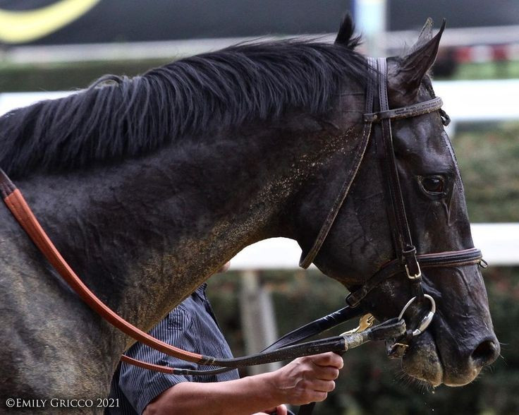  Khả năng ghi nhớ khuôn mặt con người. Các nghiên cứu hành vi cho thấy ngựa có thể nhận ra và ghi nhớ khuôn mặt con người trong nhiều năm, kể cả khi không thường xuyên tiếp xúc, đồng thời phân biệt rõ người thân thiện và người từng gây căng thẳng cho chúng. Ảnh: Pinterest.