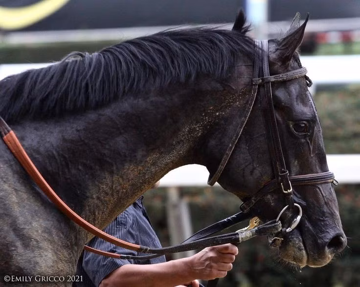  Khả năng ghi nhớ khuôn mặt con người. Các nghiên cứu hành vi cho thấy ngựa có thể nhận ra và ghi nhớ khuôn mặt con người trong nhiều năm, kể cả khi không thường xuyên tiếp xúc, đồng thời phân biệt rõ người thân thiện và người từng gây căng thẳng cho chúng. Ảnh: Pinterest.