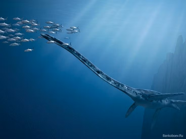 2. Chiều dài cơ thể có thể đạt tới 12 mét. Với thân hình dài và mảnh, Thalassomedon là một trong những loài bò sát thuộc nhóm plesiosaur lớn nhất từng được biết đến. Ảnh: Pinterest.