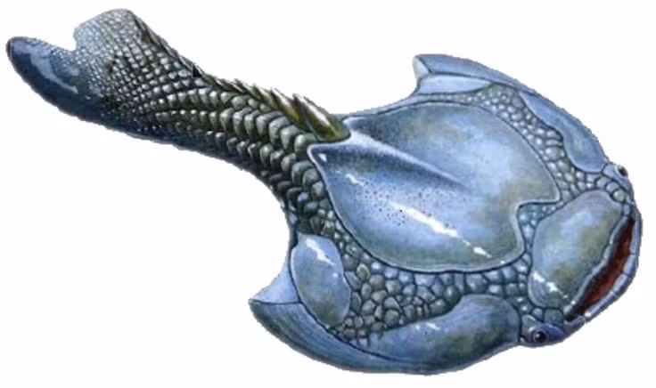 Cơ thể dẹt như chiếc lá. Drepanaspis có thân hình bẹt và rộng, giúp nó dễ dàng bám sát đáy sông hoặc hồ, thích nghi với môi trường nước nông. Ảnh: Pinterest.