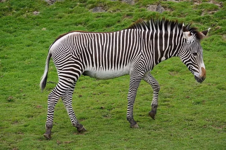  Tiếng kêu của chúng giống lừa hơn là ngựa. Thay vì hí như ngựa, ngựa vằn Grévy phát ra âm thanh trầm và dài – đặc trưng của loài lừa, phản ánh mối quan hệ tiến hóa gần gũi giữa chúng. Ảnh: Pinterest.