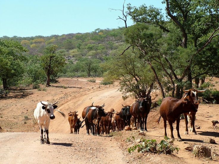  Bò giữ vai trò đặc biệt trong văn hóa Herero. Đối với người Herero, bò không chỉ là tài sản mà còn là biểu tượng của sự giàu có, danh dự và mối liên hệ với tổ tiên. Trong nhiều nghi lễ truyền thống, đàn bò đóng vai trò trung tâm và được xem như phần quan trọng của đời sống tinh thần cũng như kinh tế. Ảnh: Pinterest.