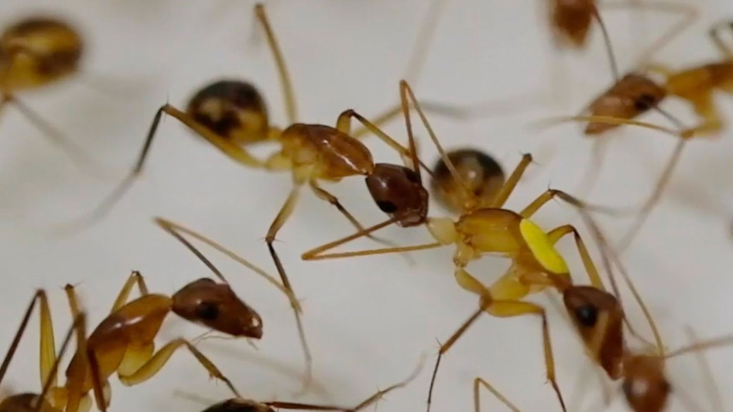 View - Độc lạ loài kiến thợ mộc biết phẫu thuật cứu đồng loại | Báo Tri thức và Cuộc sống - TIN TỨC PHỔ BIẾN KIẾN THỨC 24H