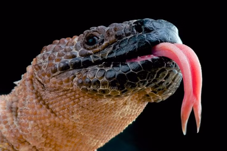  Nọc độc có giá trị y học. Một số hợp chất từ nọc loài bò sát này đã được dùng để phát triển thuốc trị tiểu đường. Ảnh: Pinterest.