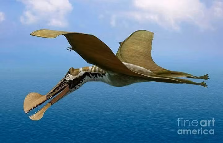  Có sải cánh dài tới 8 mét. Đây là một trong những loài pterosaur lớn nhất từng tồn tại trên Trái Đất. Ảnh: Pinterest.