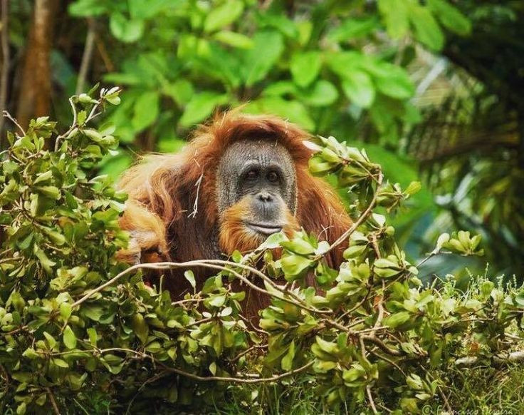  Chế độ ăn đa dạng theo mùa. Thức ăn của Pongo abelii bao gồm trái cây, lá non, vỏ cây, hoa, mật ong và côn trùng, trong đó trái cây chiếm vai trò trung tâm khi vào mùa chín rộ. Ảnh: Pinterest.